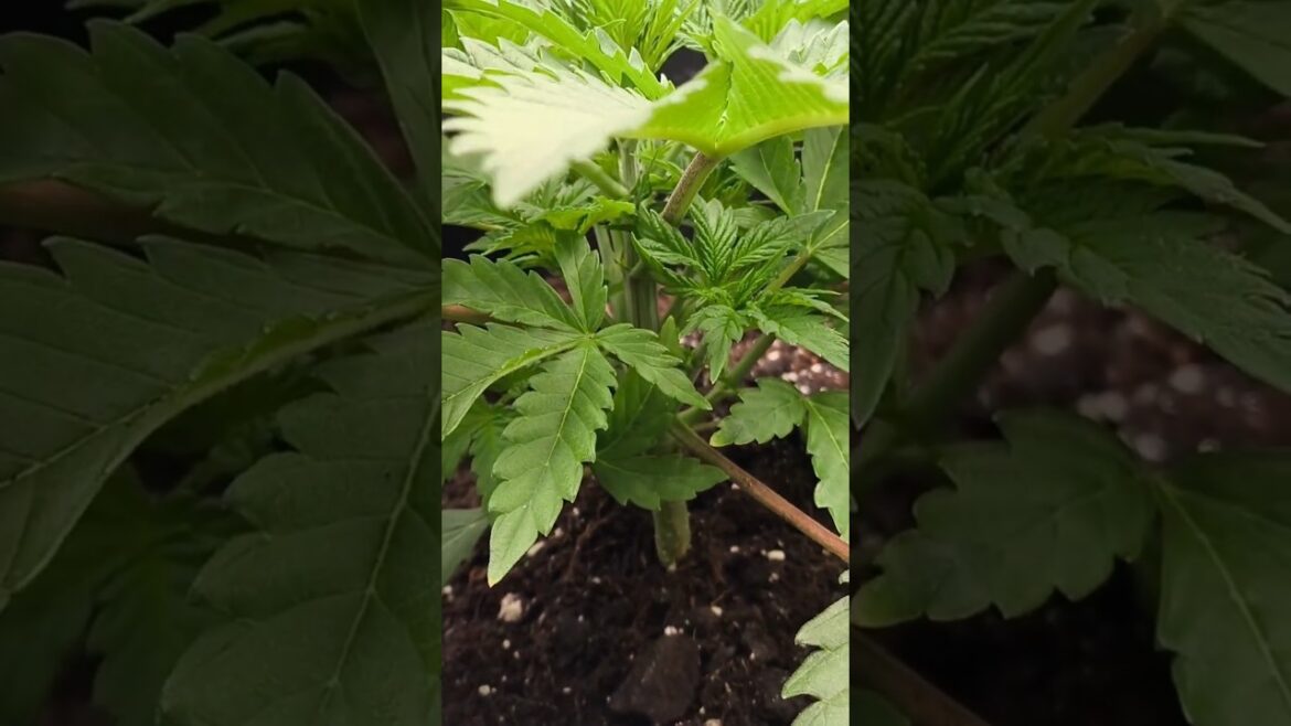 Veg Woche 3 | Pflanzen bereit fürs Training✂️🌱 #shorts #indoorplants #grow #spiderfarmer Veg Woche 3 | Pflanzen bereit fürs Training✂️🌱 #shorts #indoorplants #grow #spiderfarmer