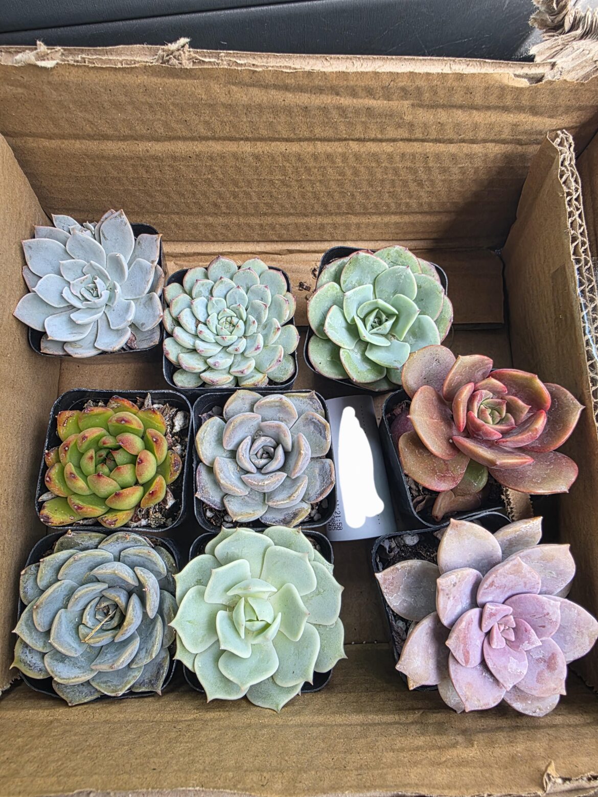 Just wanted to show off