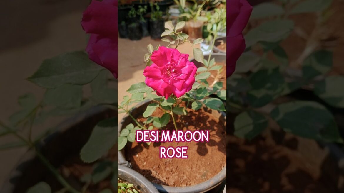 DESI ROSE 🩷✨ #desi #rose #roses #roseplant #roseflower #roseflowers #pink #pinkrose #pinkroses DESI ROSE 🩷✨ #desi #rose #roses #roseplant #roseflower #roseflowers #pink #pinkrose #pinkroses