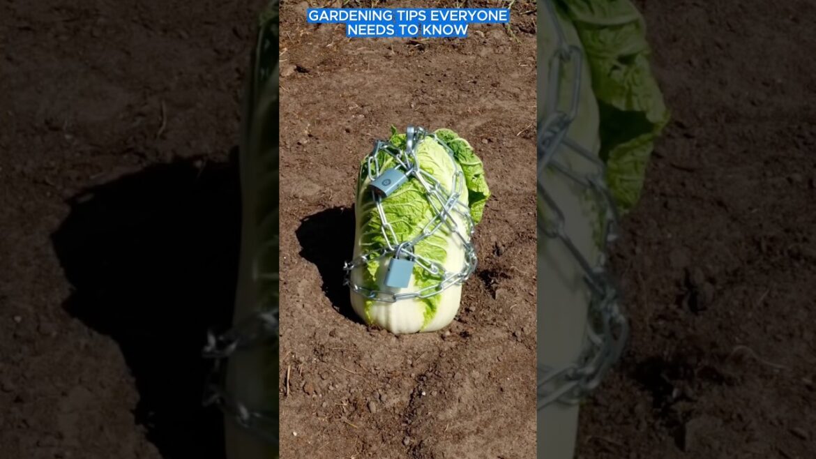Gardening tips everyone need to know #gardentips #tips #adamrose