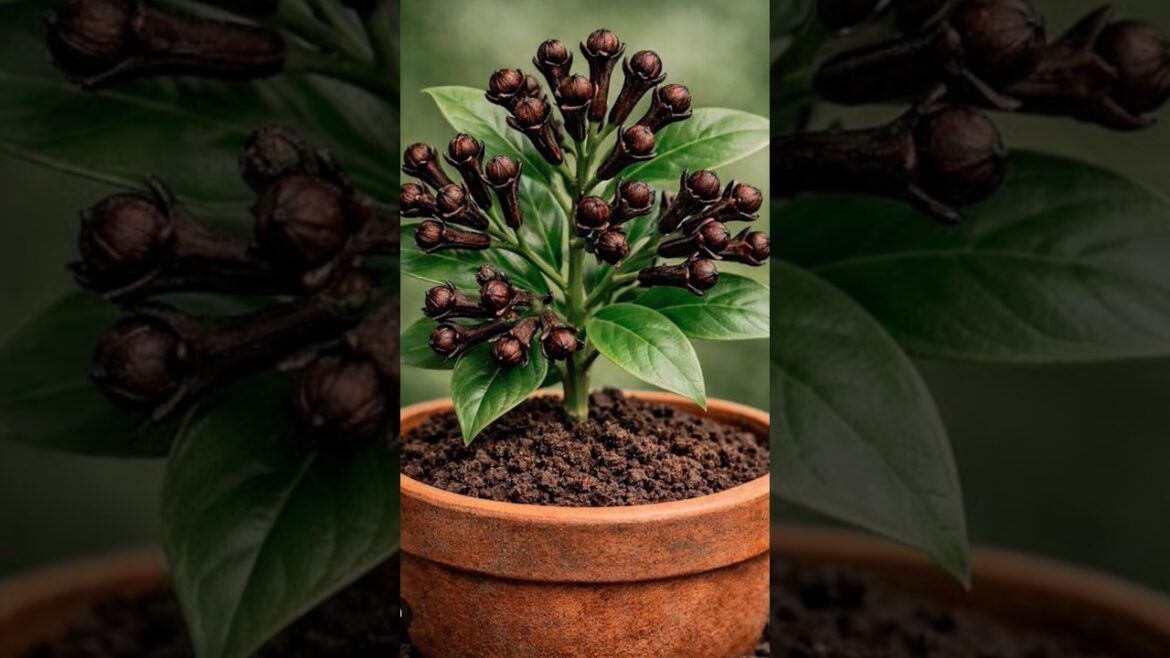 Put cloves in soil and Watch tha Magic|10 Days Growing Result#short#viral#tranding Put cloves in soil and Watch tha Magic|10 Days Growing Result#short#viral#tranding