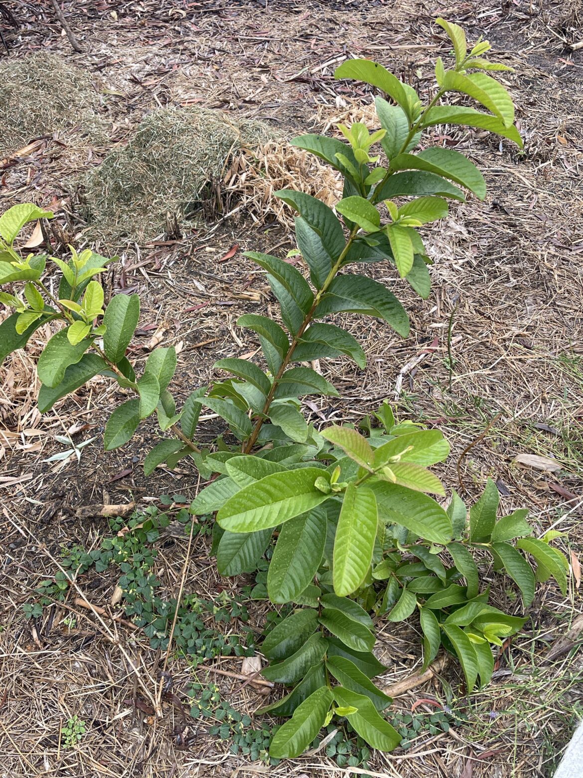 PlantNet and Council searches think this is a guava. Is that correct?