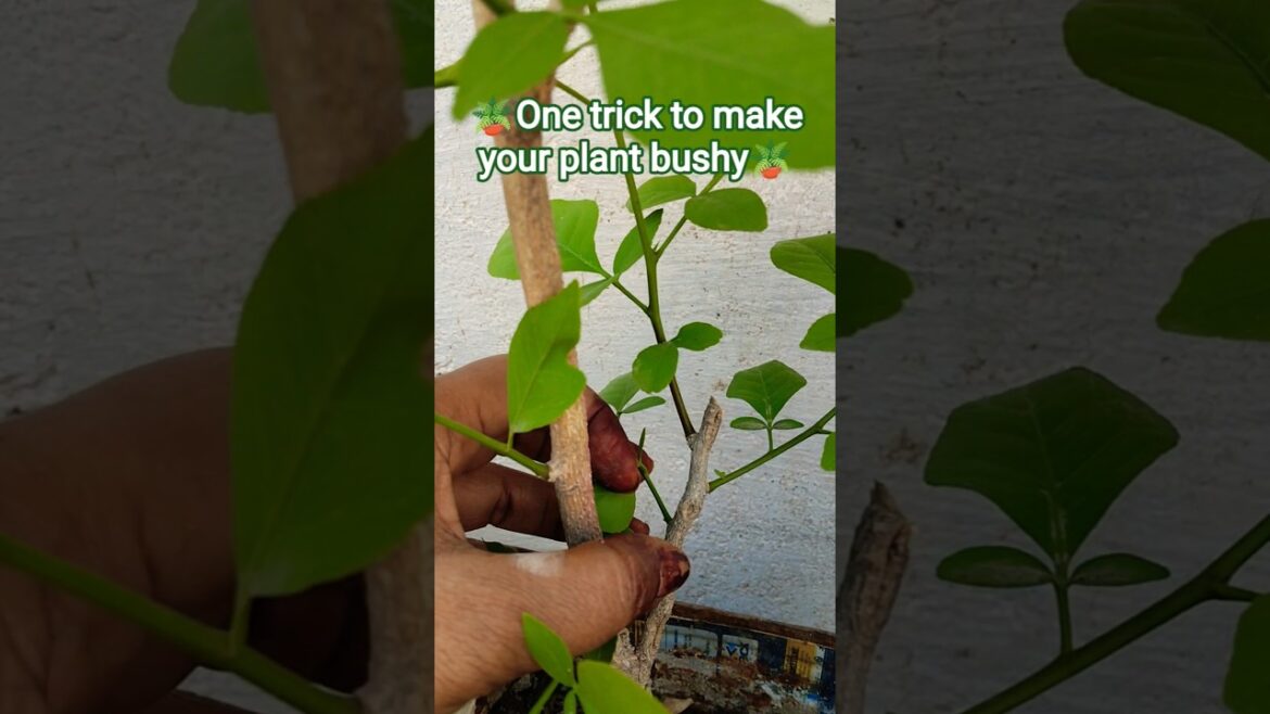 Simple gardening tips #naoflopa #homegardening #ytshorttrending #gardeningtips