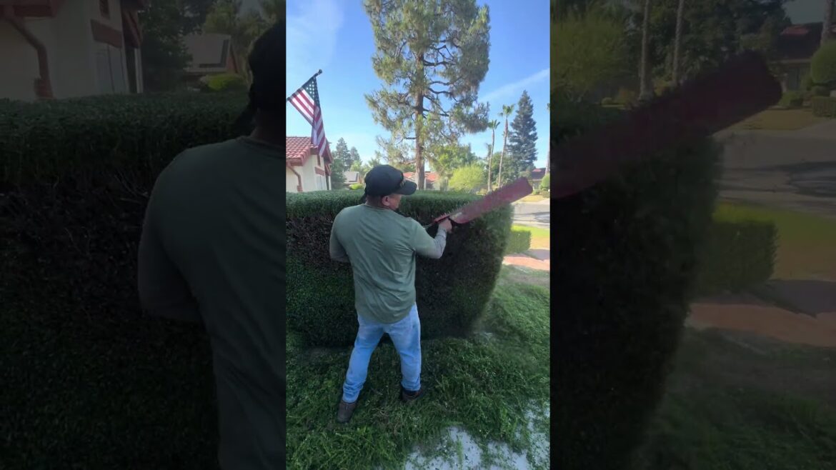 Free service #trimming #carlosscissorshands #garden #gardening
