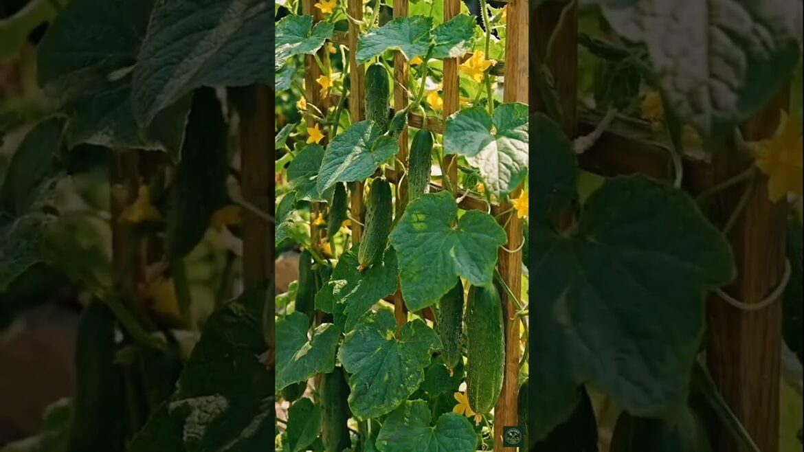 Grow cucumbers from seeds 🥒 #shorts Grow cucumbers from seeds 🥒 #shorts