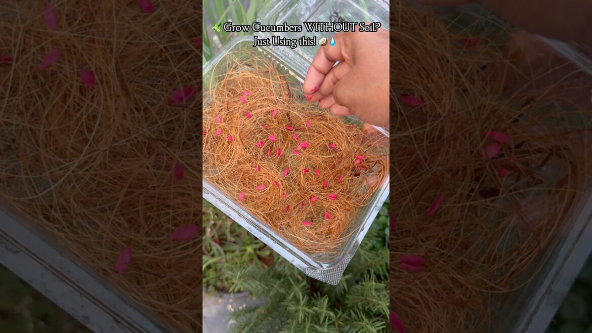 🥒 Pink Cucumber Growing in Coconut Peels WITHOUT Soil ! 😳🌱🔥