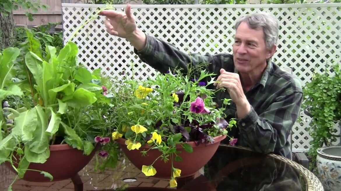 Grow Your Own Edible Salad Bowl Grow Your Own Edible Salad Bowl