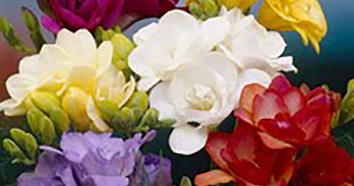 IN THE GARDEN | Finding the chocolate effect in a range of flowers IN THE GARDEN | Finding the chocolate effect in a range of flowers