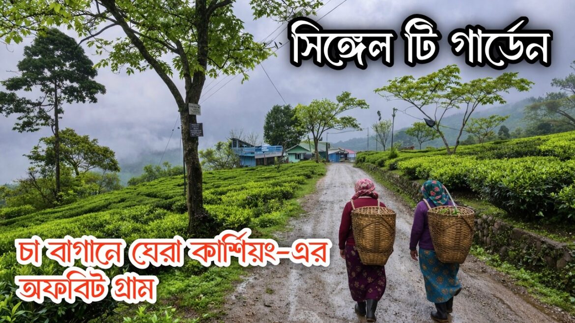 Singell Tea Garden | Kurseong Offbeat Places | Kurseong tour