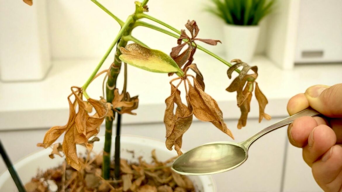 How to Revive Any Dying Plant With This Simple Trick (Works Every Time!) 🌱 How to Revive Any Dying Plant With This Simple Trick (Works Every Time!) 🌱