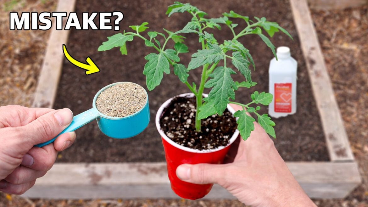 James Prigioni: 5 Mistakes That Will DESTROY Your Tomatoes… 5 Mistakes That Will DESTROY Your Tomatoes…