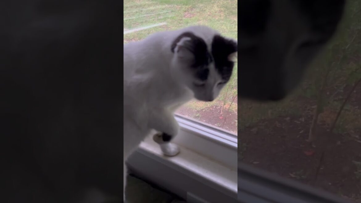 Inside with Cats! #storm