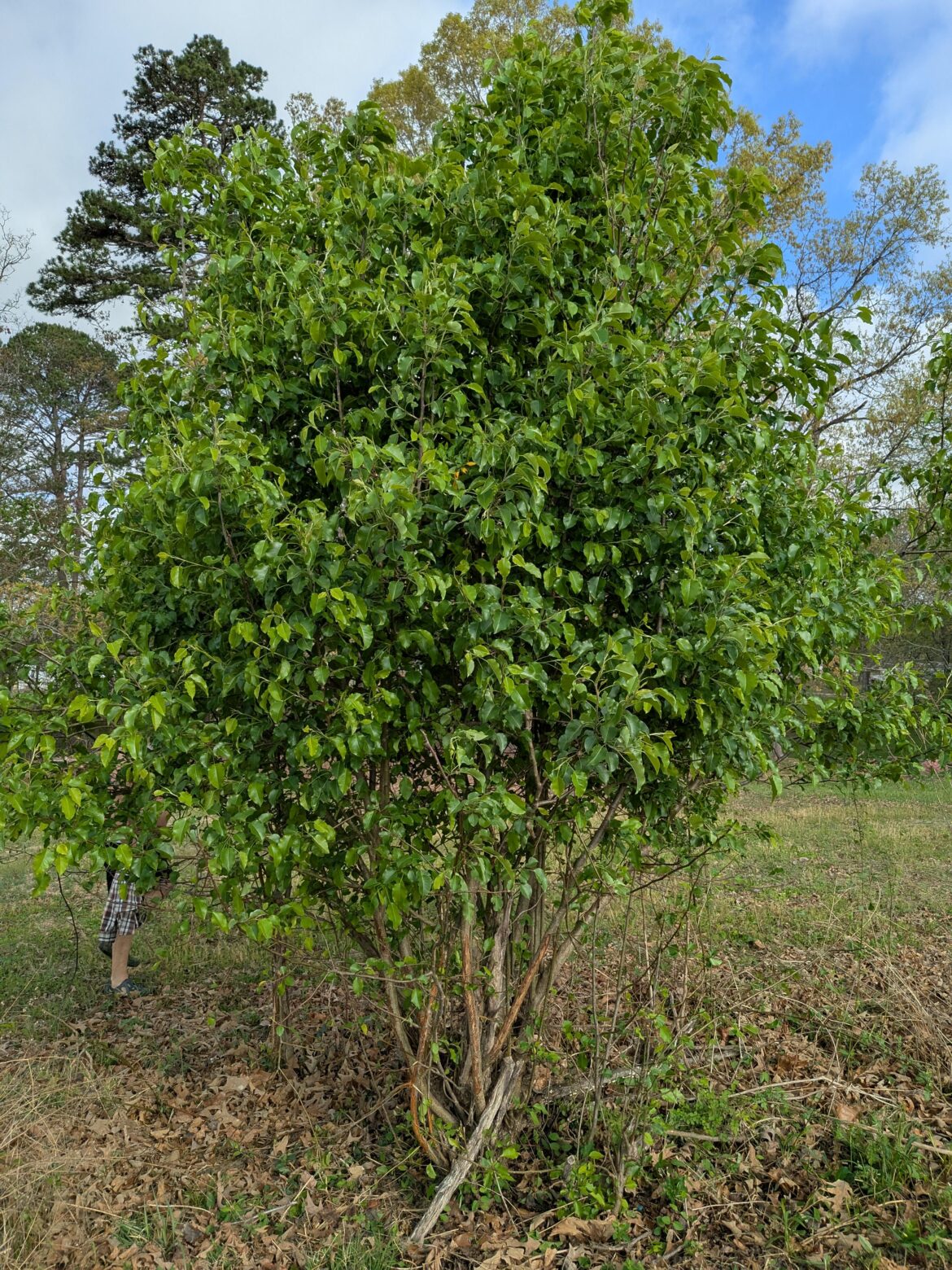 Does anyone know what this shrub is? I live in North Carolina and we’re currently cleaning up the field and wooded areas on our property. Depending on what this is I would love to clean up around it and save it. Husband just wants to cut it down but I’m unwilling until we identify it. Thanks! Does anyone know what this shrub is? I live in North Carolina and we're currently cleaning up the field and wooded areas on our property. Depending on what this is I would love to clean up around it and save it. Husband just wants to cut it down but I'm unwilling until we identify it. Thanks!