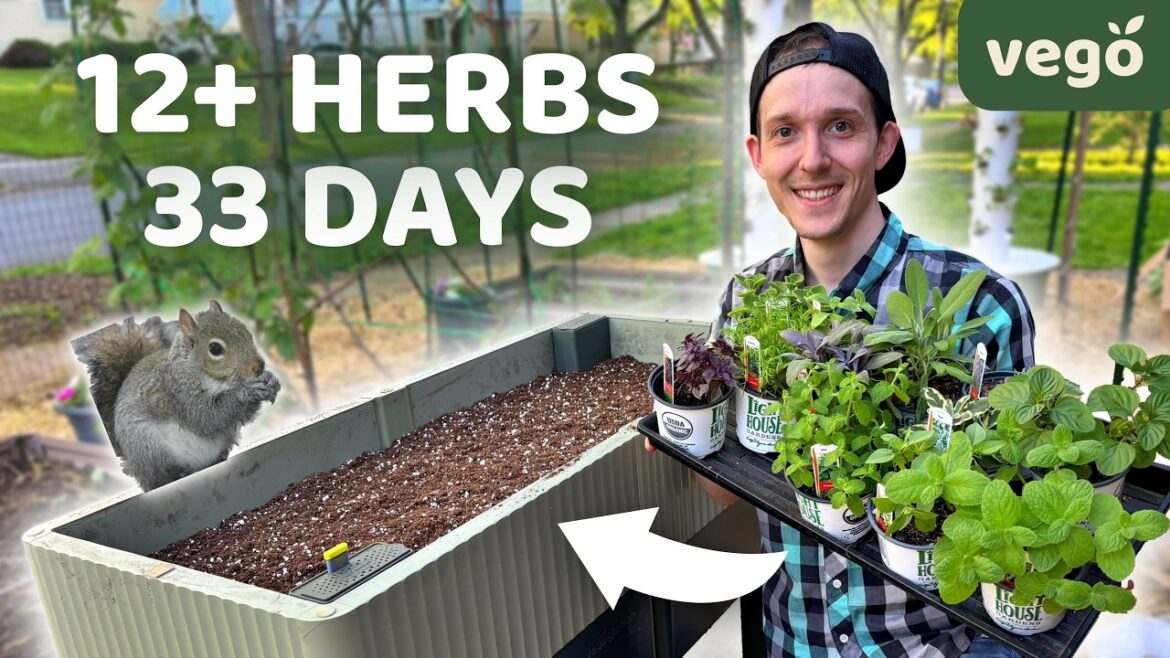 How To Build & Use Vego Garden EZCube Self Watering Planter At Home! How To Build & Use Vego Garden EZCube Self Watering Planter At Home!