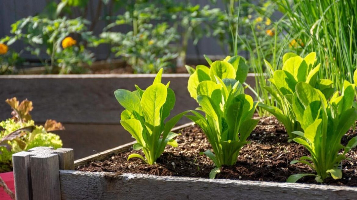 Backyard Garden Lover