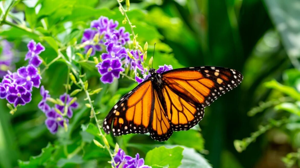 8 Easy Steps to Build a Pollinator Garden 8 Easy Steps to Build a Pollinator Garden