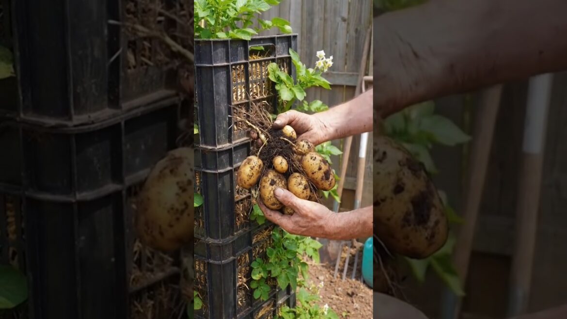 The crate potato trick nobody talks about #gardeningtips #smallspaceliving #potatofarm The crate potato trick nobody talks about #gardeningtips #smallspaceliving #potatofarm