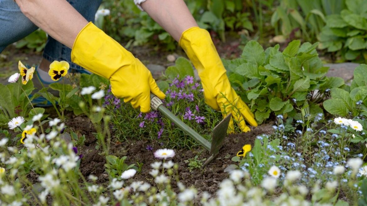 Gardening experts share cheap and effective way to keep weeds away this spring Chronicle Live