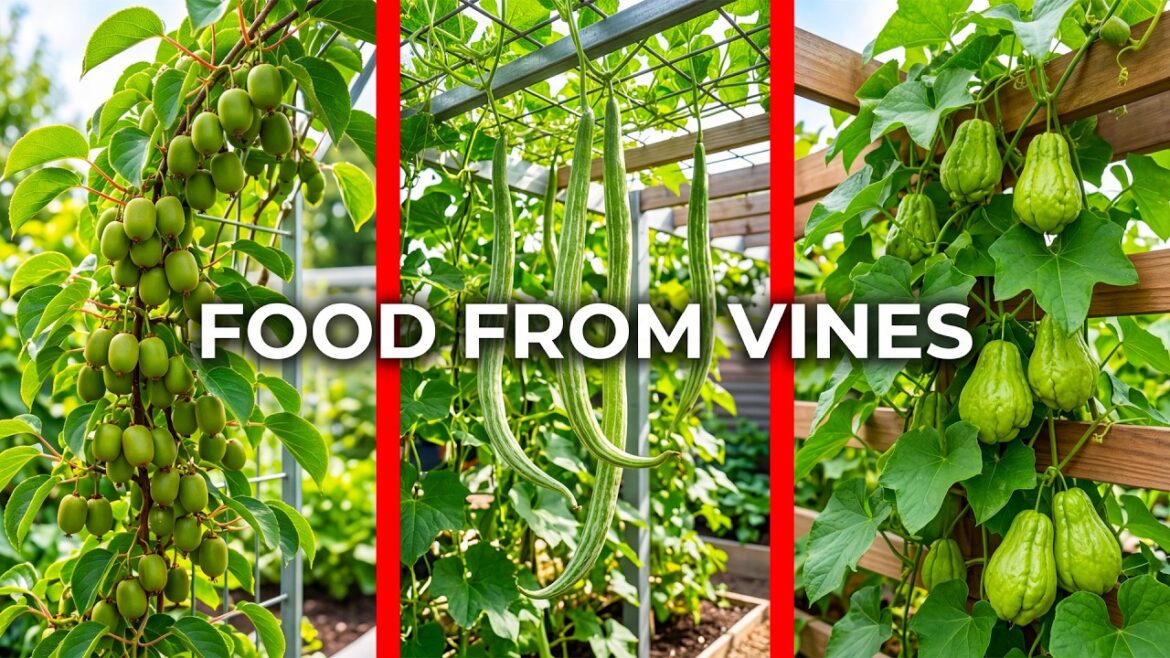 Grow Once, Eat for Years | 12 Edible Climbing Plants for Small Spaces Grow Once, Eat for Years | 12 Edible Climbing Plants for Small Spaces