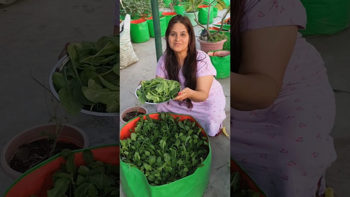 palak ki harvesting ke sath summer care tips 😊#gardening #terracegardenindia #garden #plants #viral