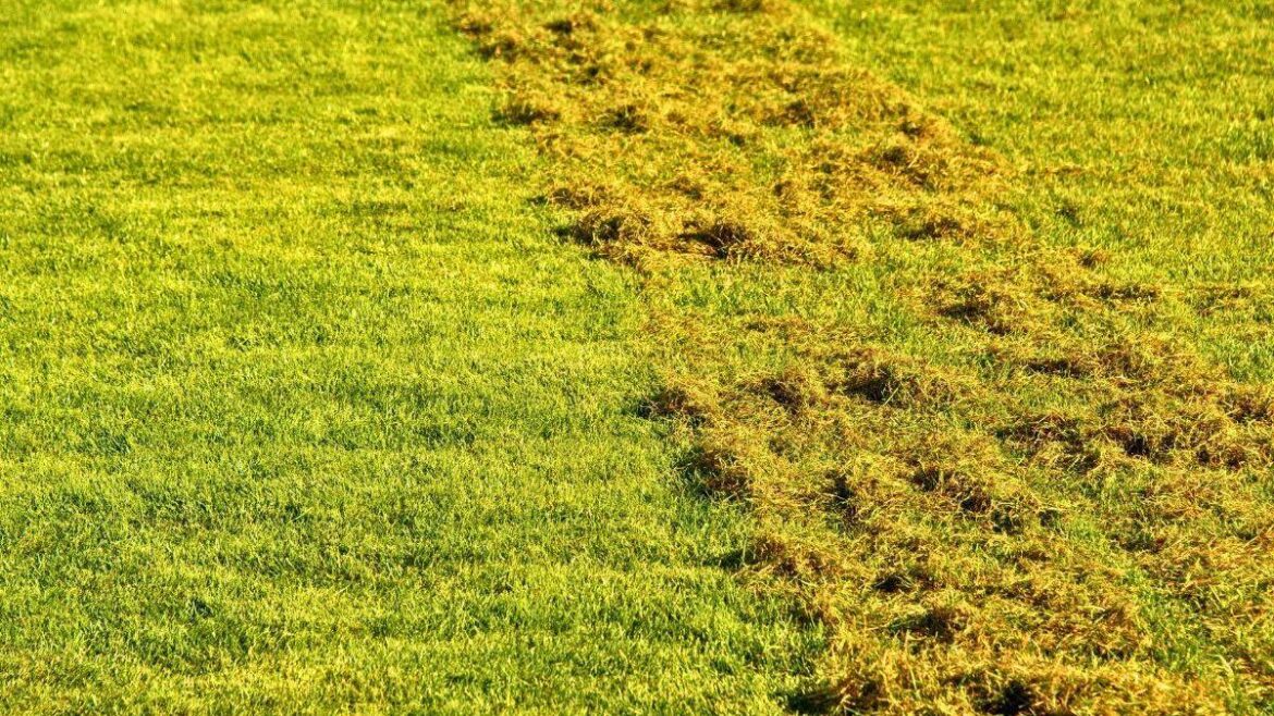 Three simple gardening tasks to do in April for a perfect lawn with no moss RSVP Live