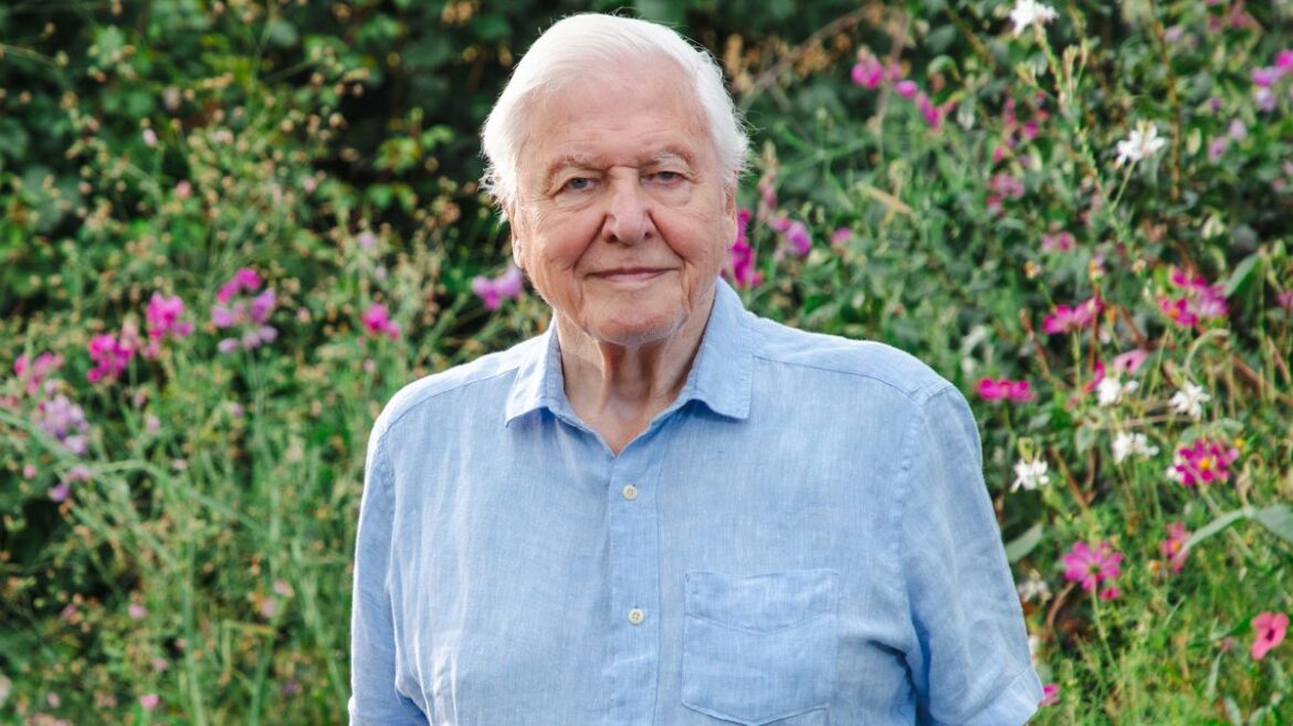 David Attenborough Secret Garden viewers ‘can’t believe it’ as he returns to TV Daily Mirror