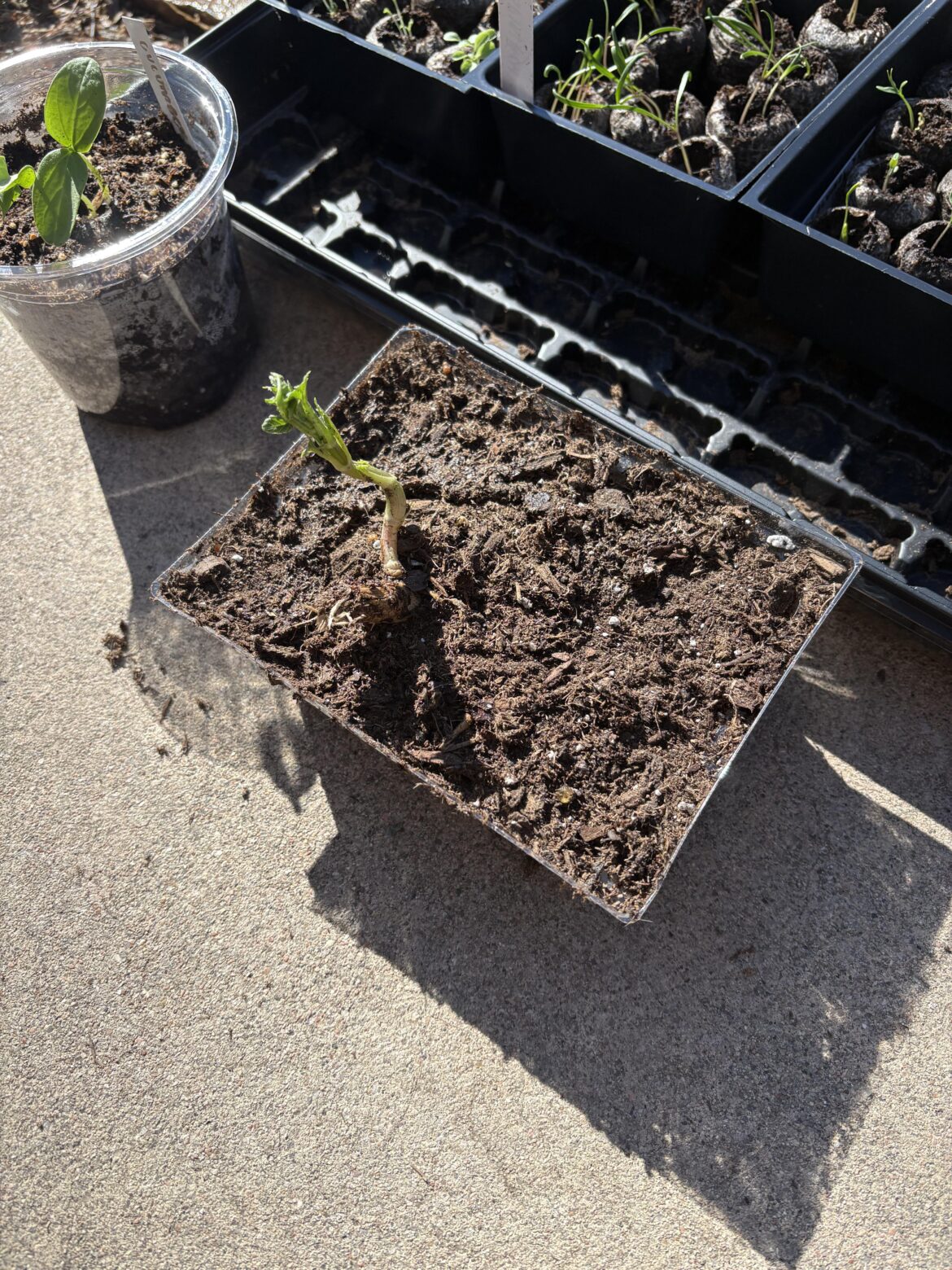 First time with dahlias and I’m already spiraling lol First time with dahlias and I’m already spiraling lol