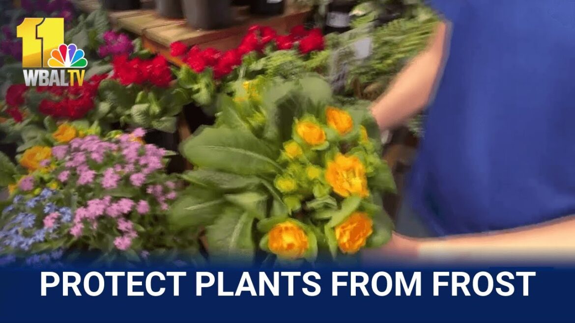 Sunday Gardener: Tips on managing a garden amid changing weather