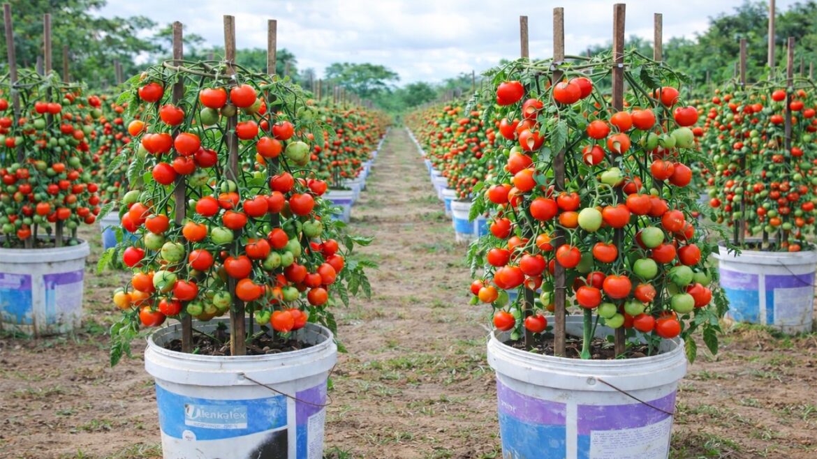 Grow Tomatoes in Containers for Fresh Harvests All Year! Try This Method