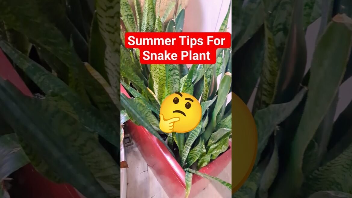 🪴 Snake Plant Care Tips🪴 #plants #trending  #homegardening #ytshorts