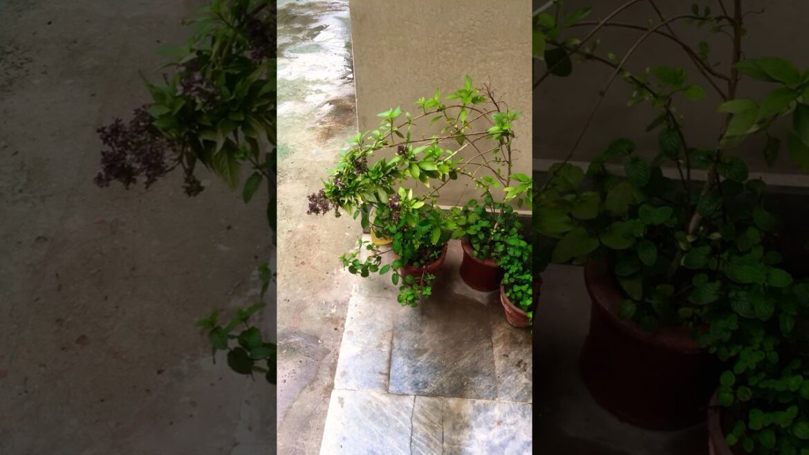 #plants 30 March 2026