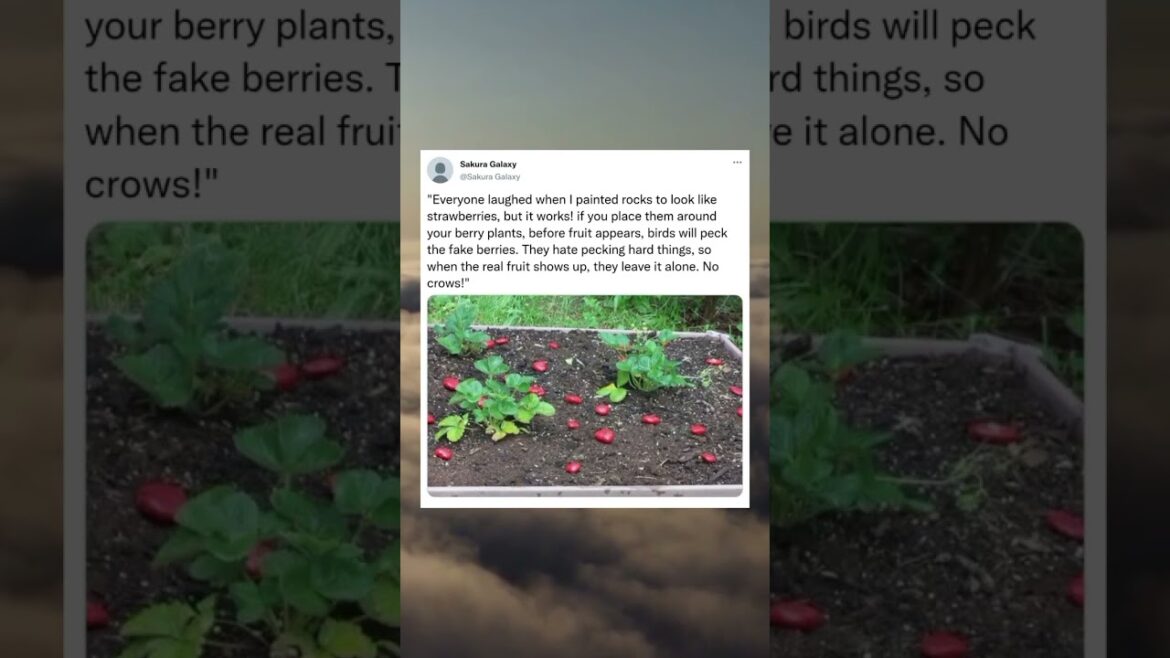 Genius Garden Hack: Fake Rocks SaveStrawberries😱🍓#Gardening Tips#GardenHack#ViralShorts