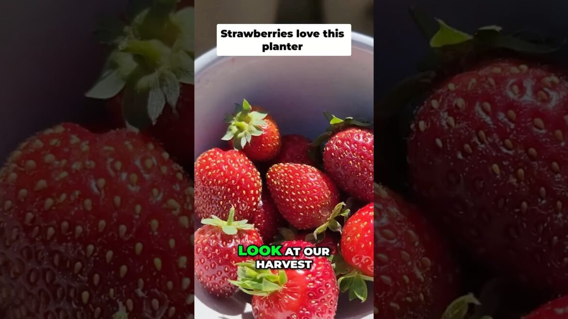California Gardening: Grow HUGE Strawberries Easily with GreenStalk Planter! ππ Grow HUGE Strawberries Easily with GreenStalk Planter! ππ