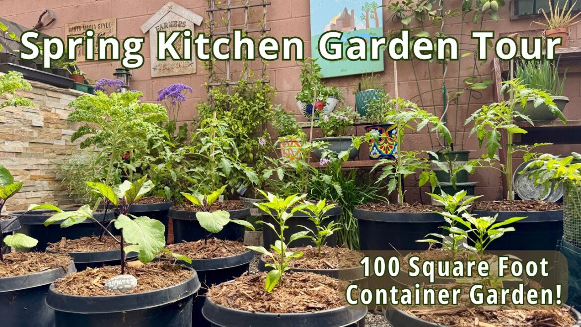 Spring Small Veggie Garden Tour & To Dos | Container Vegetable Gardening Spring Small Veggie Garden Tour & To Dos | Container Vegetable Gardening