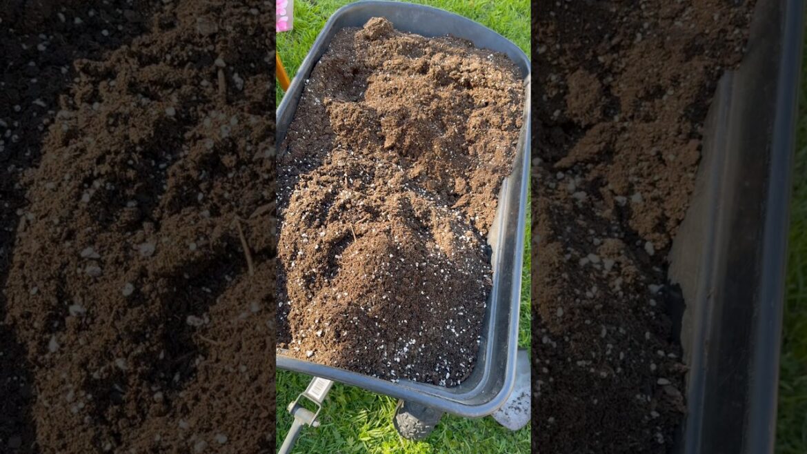 FOXFARM vs PROMIX -Soil Texture Comparison #gardening #containergardening zone8b