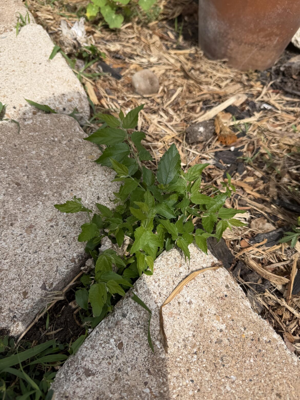 Anyone know what shrub/bush this might be? It was cut down before I moved in but keeps growing back