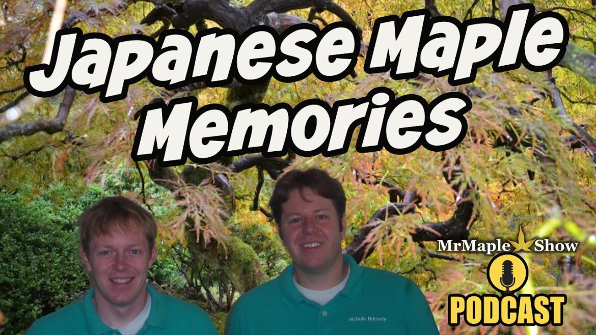 Japanese Maple Memories: Stories, Trees, and Time | MrMaple Show Japanese Maple Memories: Stories, Trees, and Time | MrMaple Show