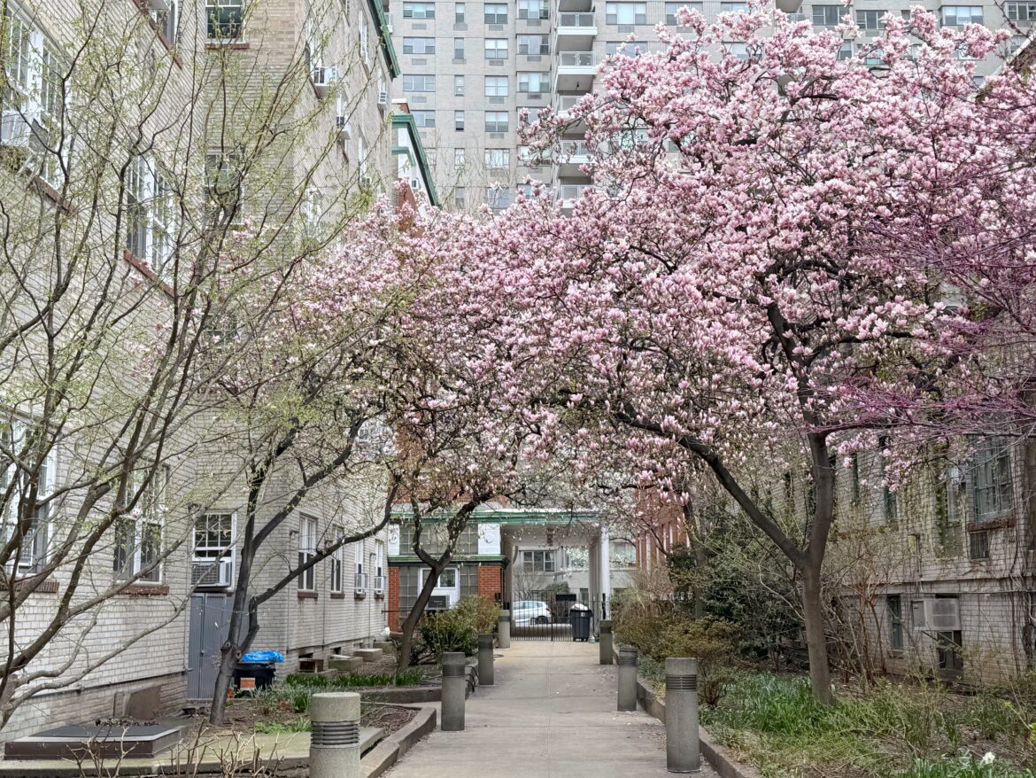 Inside the untamed hidden garden behind Washington Mews in Greenwich Village