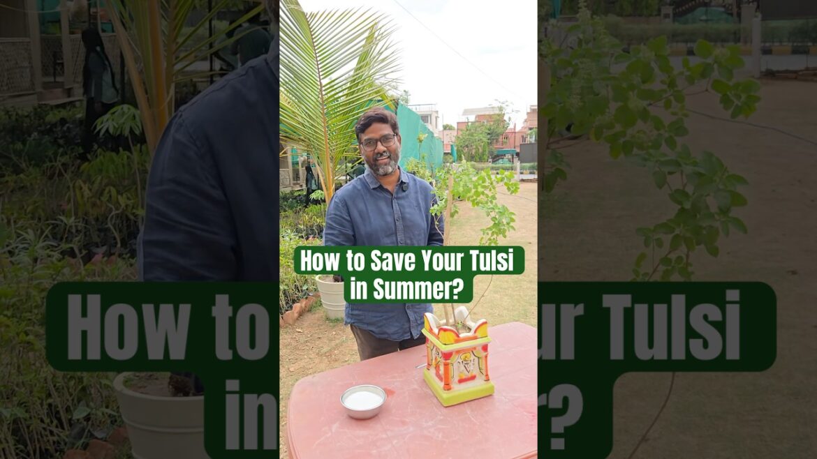 Tulsi Plant Turning Yellow? Try This Simple Solution!
