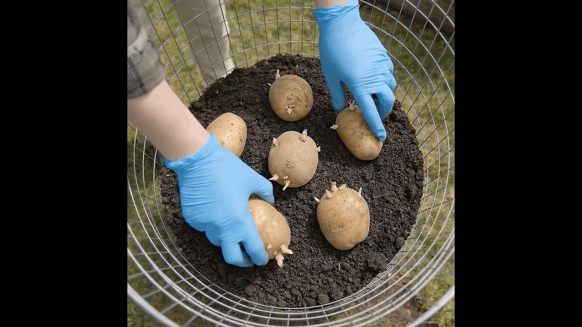 Grow potatoes vertically—save space, get more!🥔 #garden #plants
