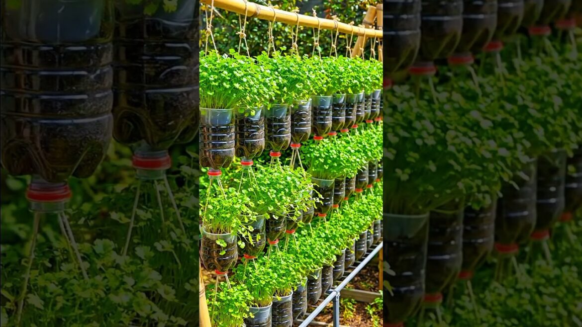 Grow Coriander in Plastic Bottle | Small Space Herb Gardening at Home#coriander #cilantro #herbgarde Grow Coriander in Plastic Bottle | Small Space Herb Gardening at Home#coriander #cilantro #herbgarde