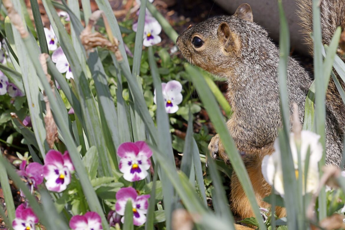 Warm, spring-like weather expected after Easter weekend in North Texas Warm, spring-like weather expected after Easter weekend in North Texas