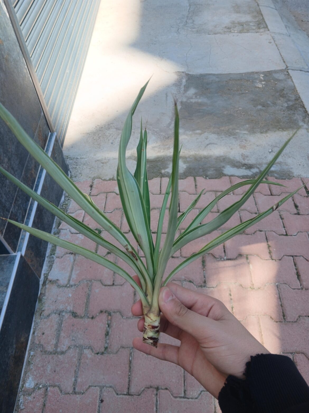 My neighbor gave it to me as a gift.