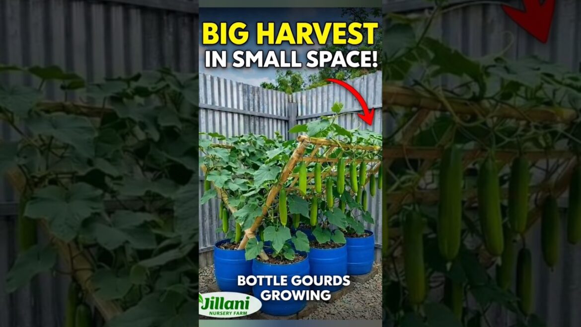 Big Harvest in Small Space | Bottle Gourds Growing in Barrels | Jillani Nursery Farm #seedkeepers Big Harvest in Small Space | Bottle Gourds Growing in Barrels | Jillani Nursery Farm #seedkeepers