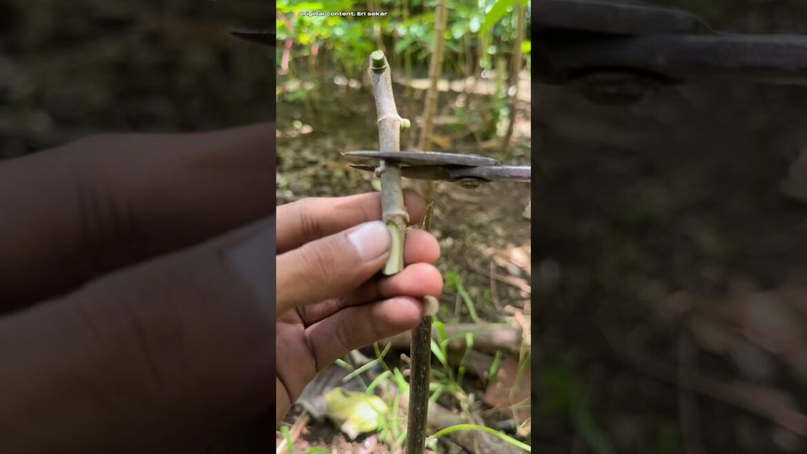 Inspiration grafting technique #gardeningtips #graftingtechnique #bonsaiinspiration #bonsaitree