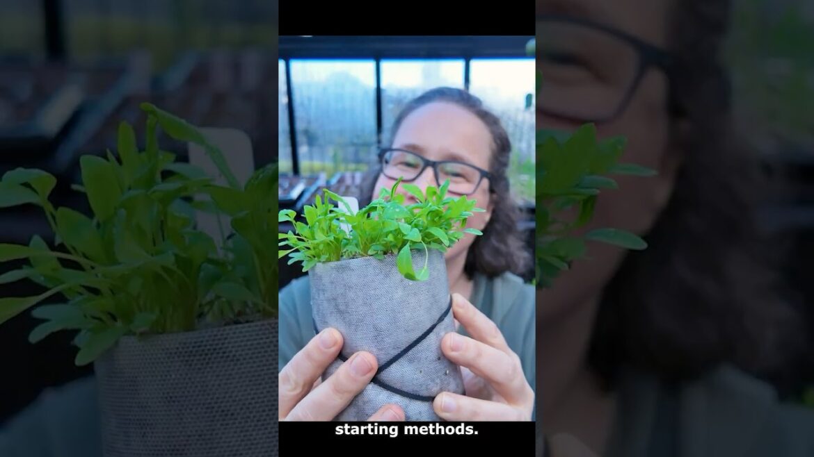 How to Grow Dyer’s Coreopsis from Seed | PNW Native Plant 🌱 How to Grow Dyer's Coreopsis from Seed | PNW Native Plant 🌱