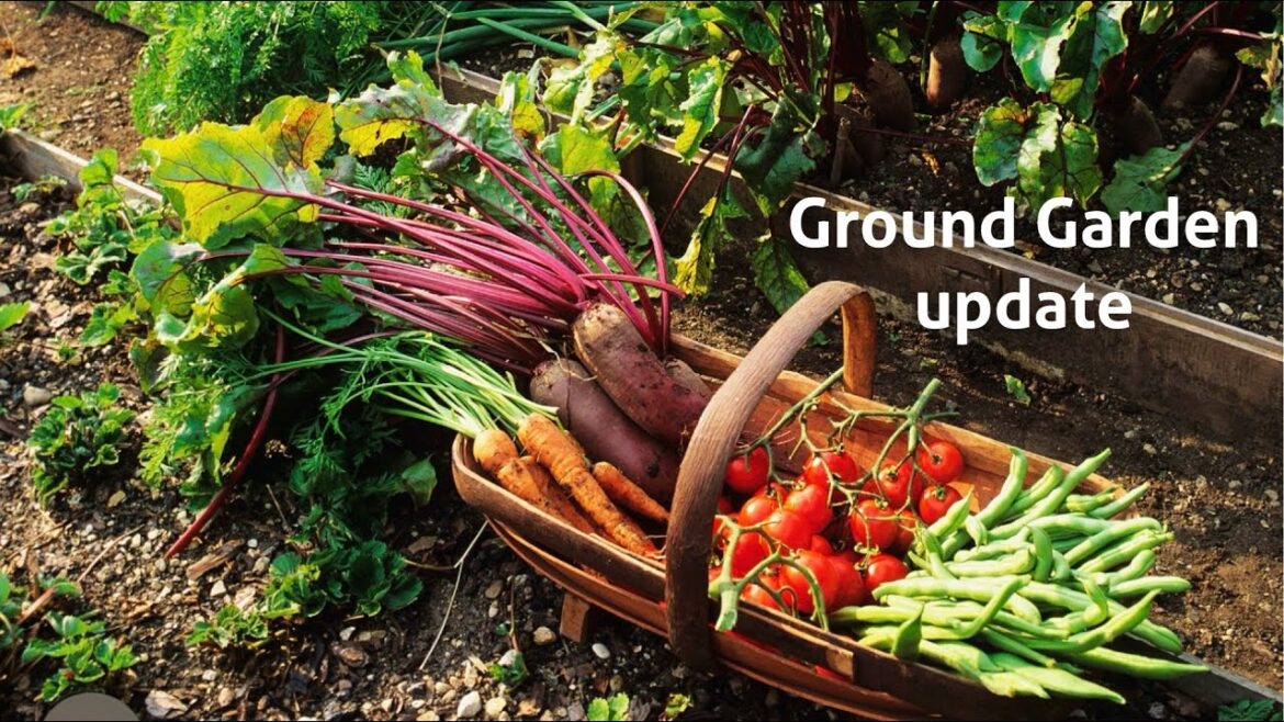 Ground Garden or lotus garden update || Garden update || vegetable garden