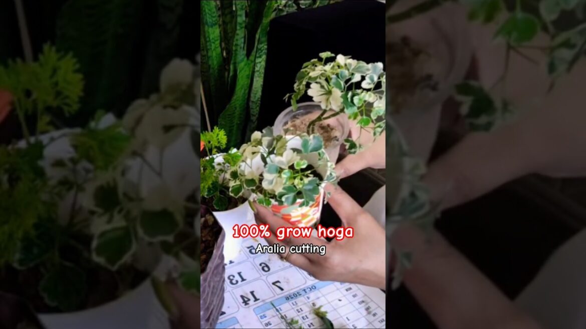 Two method for aralia plant propagation #viral #shorts #aralia #plant #cutting #plantswithbabita