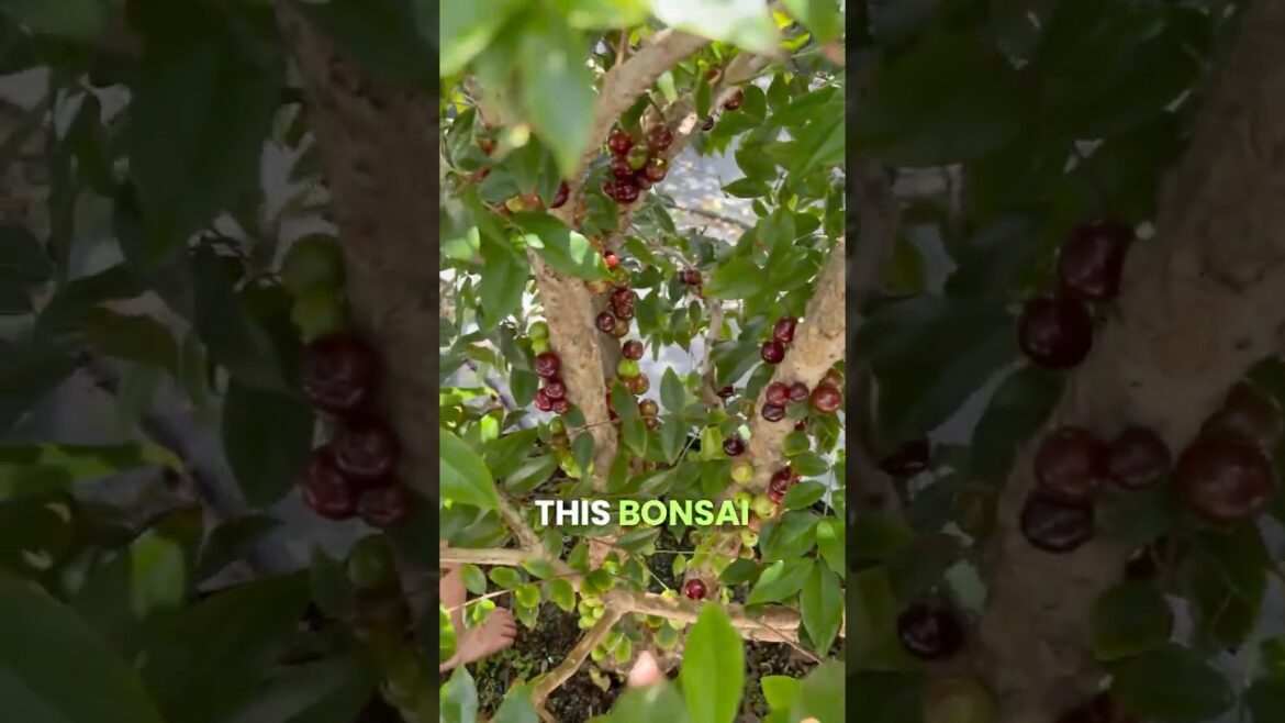 BEST Fruit Tree to Grow in a Pot? 🪴