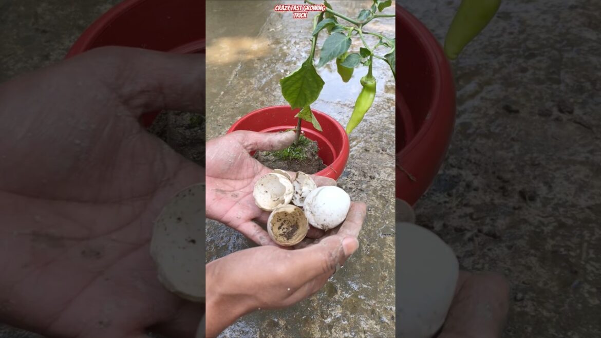🌶️ Green Chilli Plant in Pot? 🔥 Crazy Fast Growing Trick! #Shorts #chilliplant #gardeningtips 🌶️ Green Chilli Plant in Pot? 🔥 Crazy Fast Growing Trick! #Shorts #chilliplant #gardeningtips